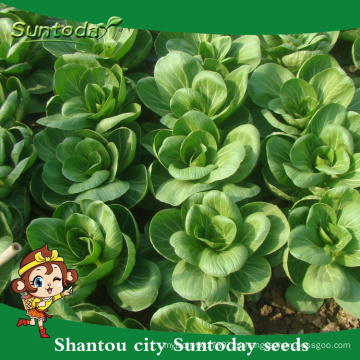 Suntoday tolerante ao calor Repolho Chinês Chard Asiático vegetal F1 Orgânico repolho plantador de sementes sementes (37001)